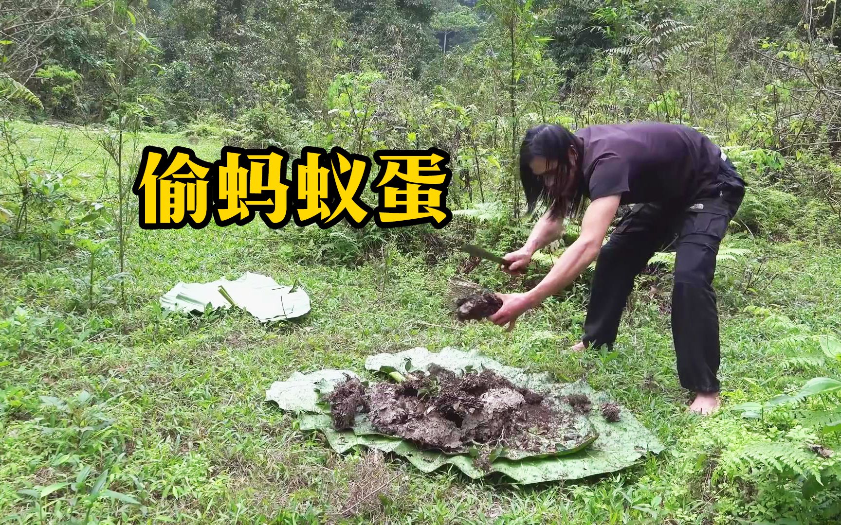 荒野小哥在丛林野营探险,获得特殊美食,偷取一窝蚂蚁蛋!哔哩哔哩bilibili