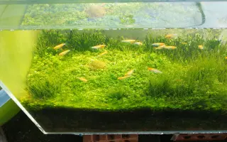 水草种子 搜索结果 哔哩哔哩 Bilibili