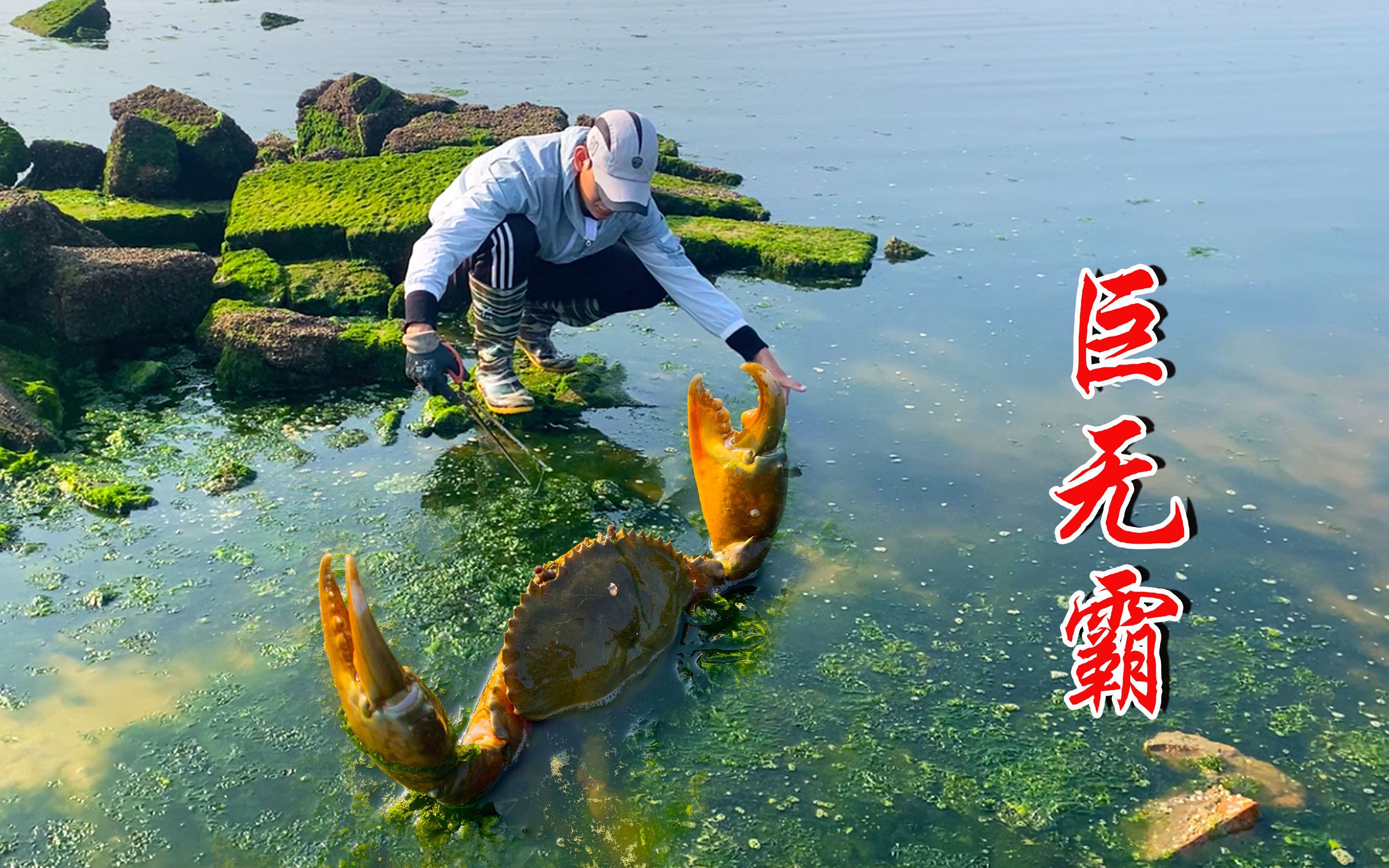 阿聪赶海以来头一次见这么大蟹王当场被吓住回家一称发财了