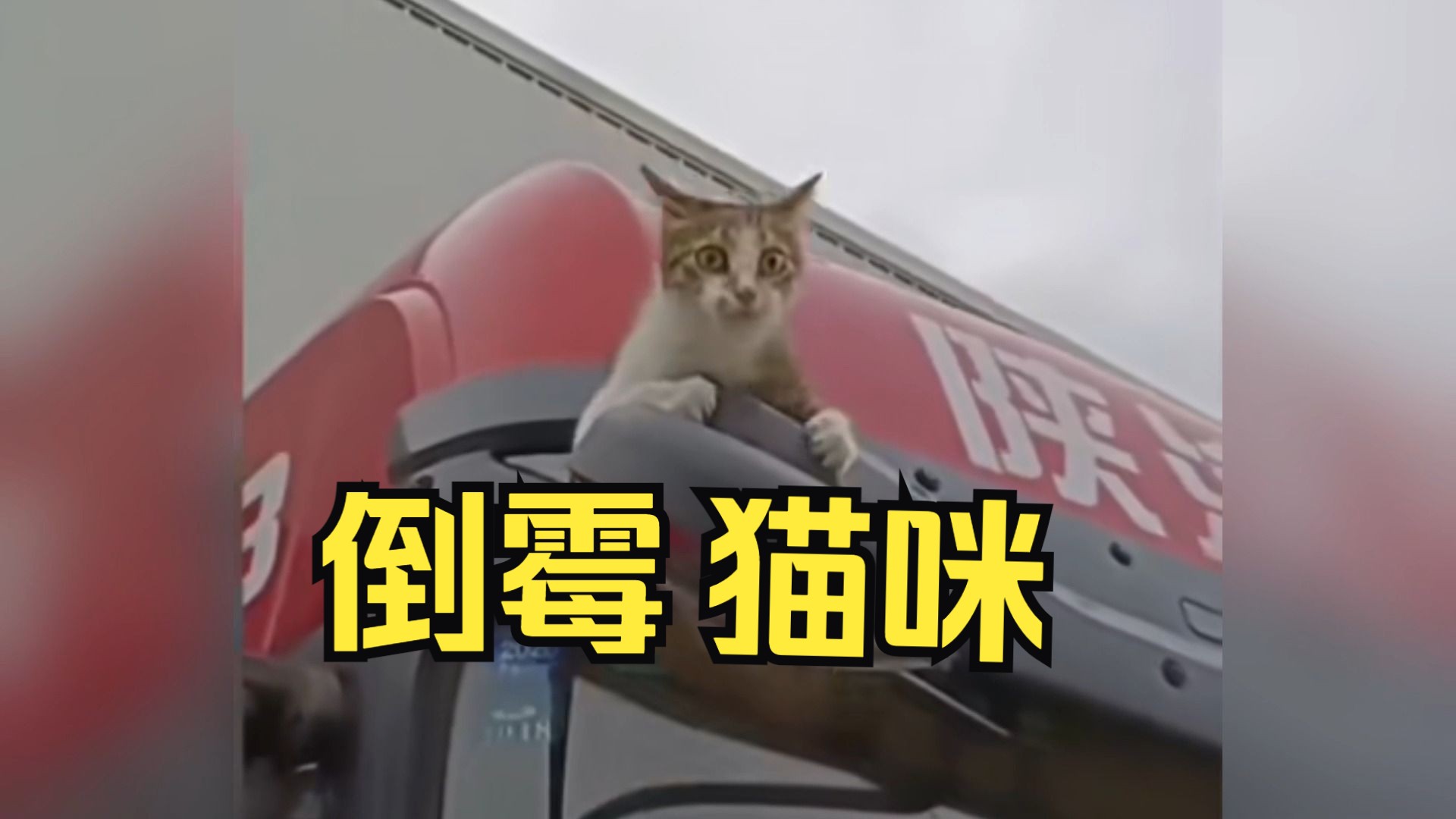 [图]那些倒霉的猫咪