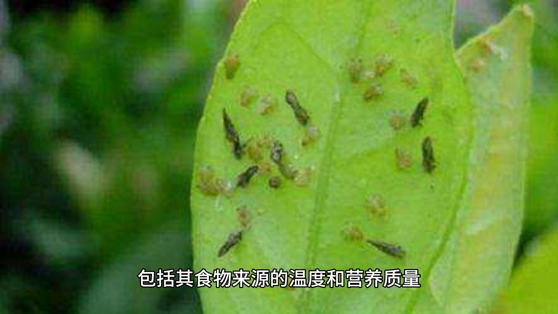 红蜘蛛蓟马