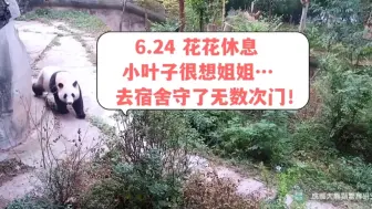 Descargar video: 6.24花花休息了，小叶子很想姐姐，去宿舍门口守了无数次门，他对花花的爱真令人感动……