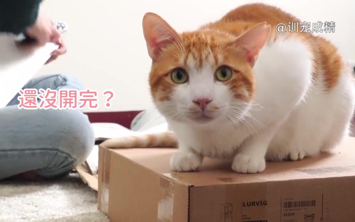 宜家IKEA还专门有给猫咪做家具哦,来看看猫猫们喜欢吗?哔哩哔哩bilibili