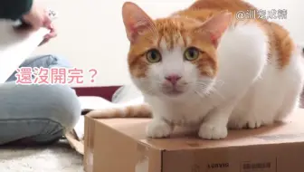 猫咪隧道放满全家 结果猫咪都变兔子 傻眼猫咪ep5 哔哩哔哩 Bilibili 猫咪隧道放满全家 结果猫咪都变兔子 傻眼猫咪ep5 哔哩哔哩 Bilibili