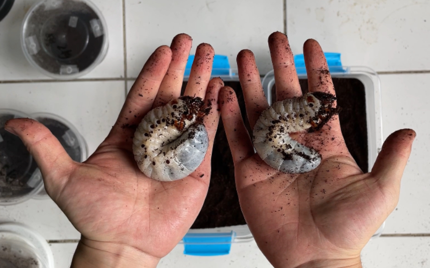 五只战神大兜虫幼虫第二次换土_哔哩哔哩_bilibili