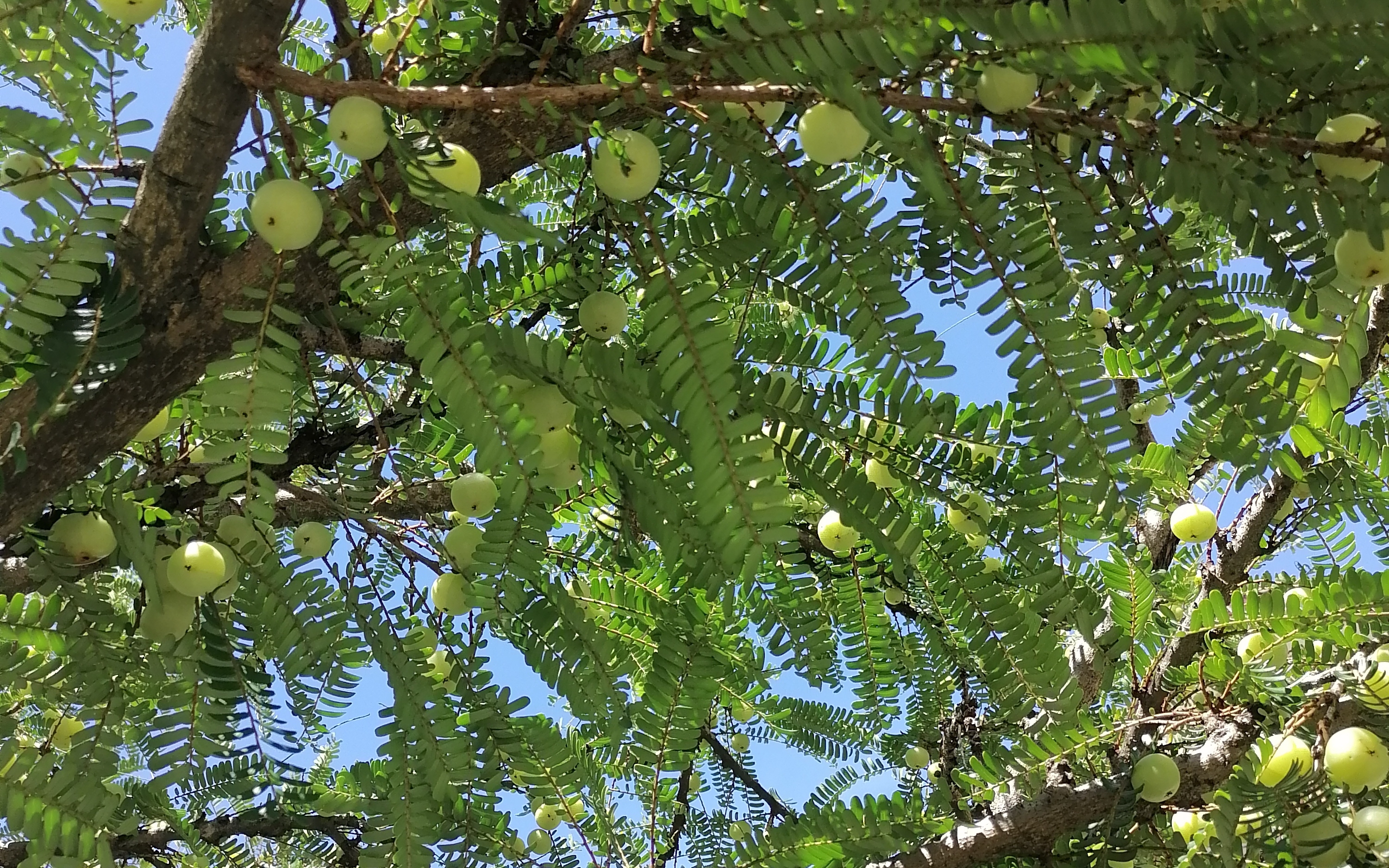 酸甜可口的油甘果.