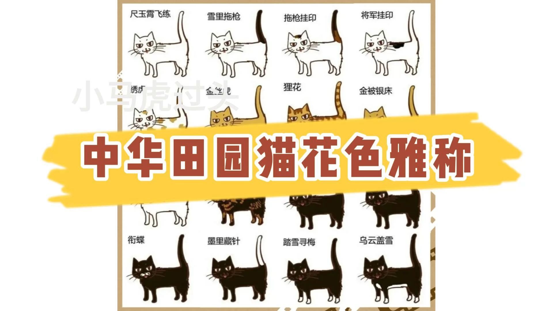 猫咪花纹叫法图片