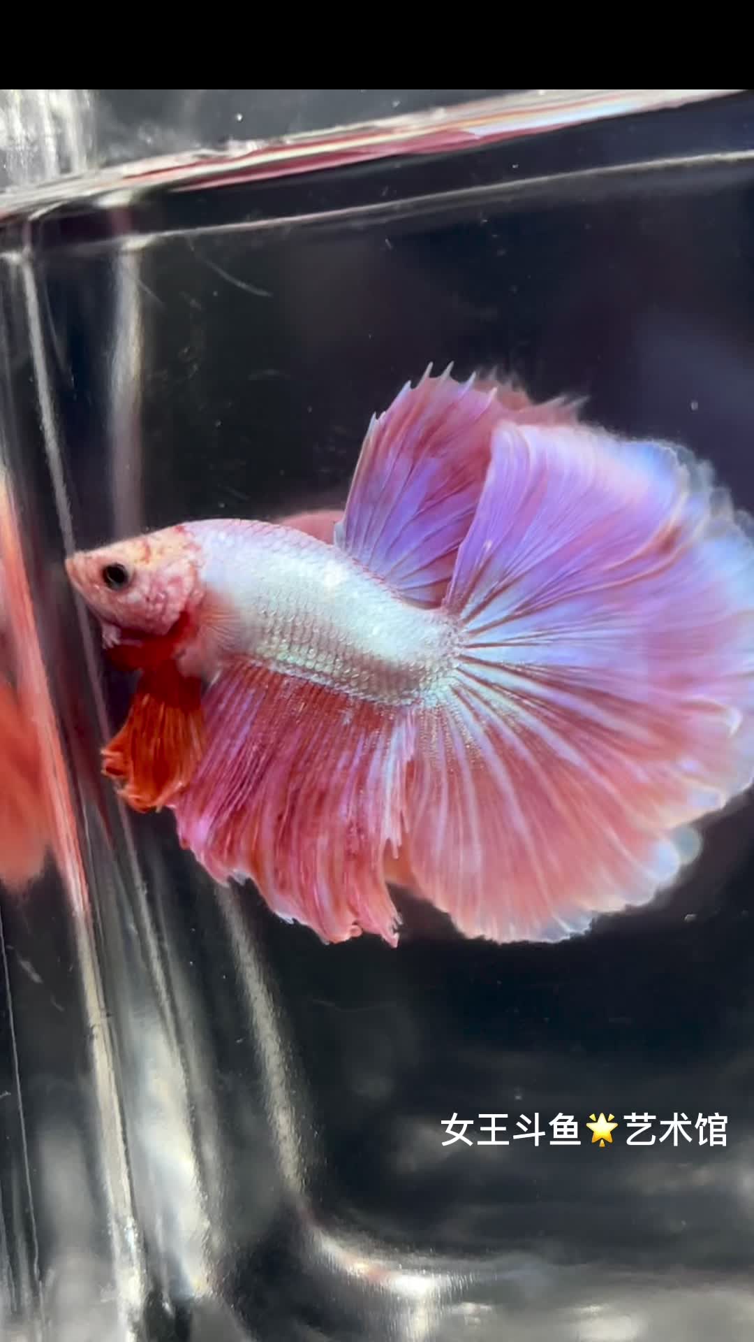 幻彩樱花 女王斗鱼 每天上新 一鱼一视频 明码标价