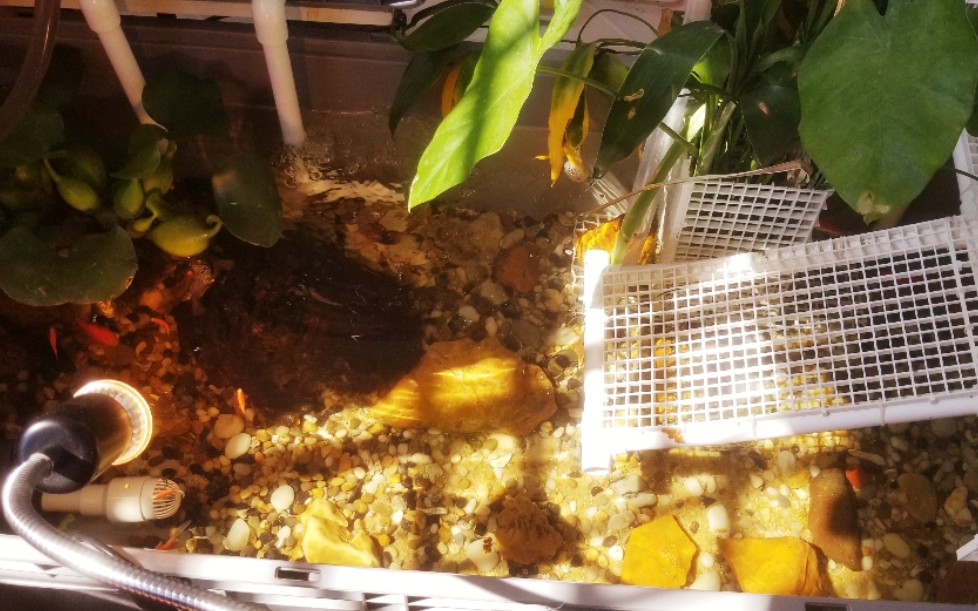 沼泽过滤,龟缸日常