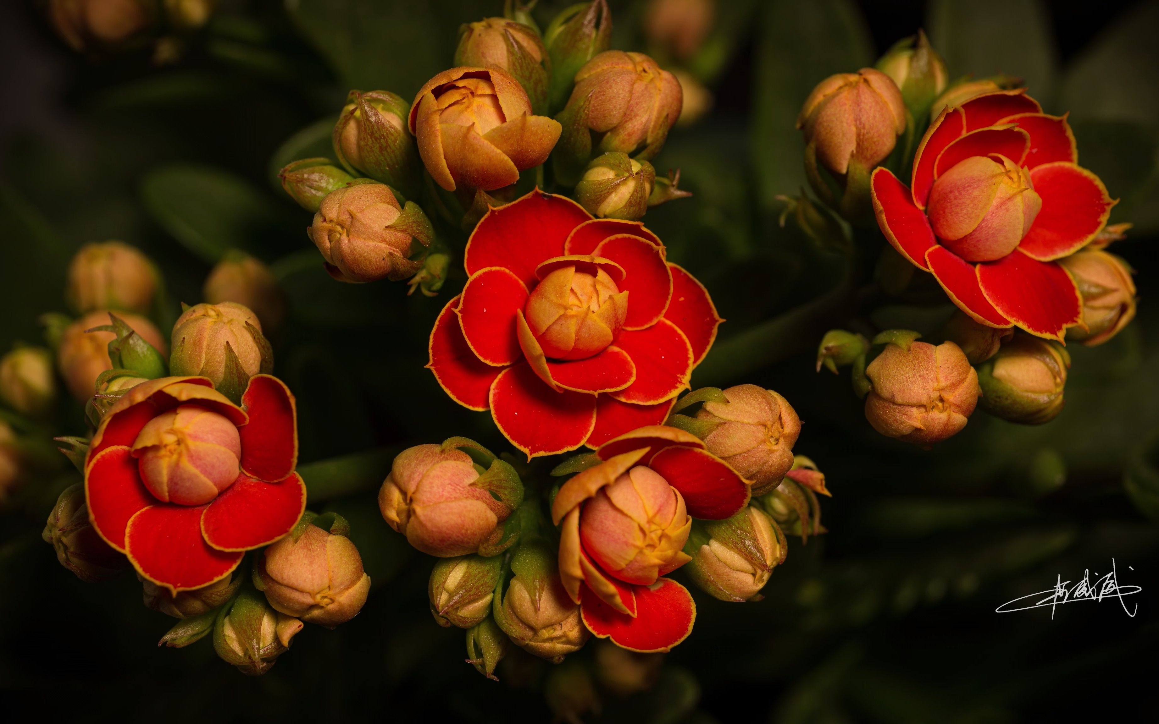 延时摄影长寿花金狐狸