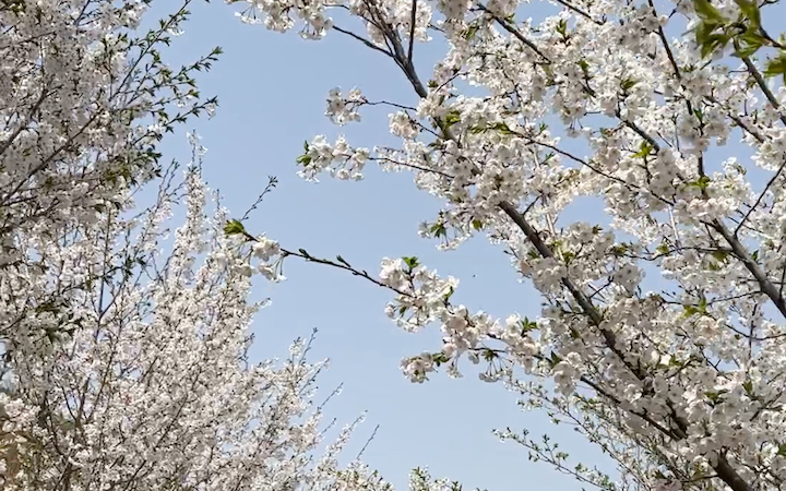 属于樱花的季节 太原 玉泉山 樱花哔哩哔哩bilibili