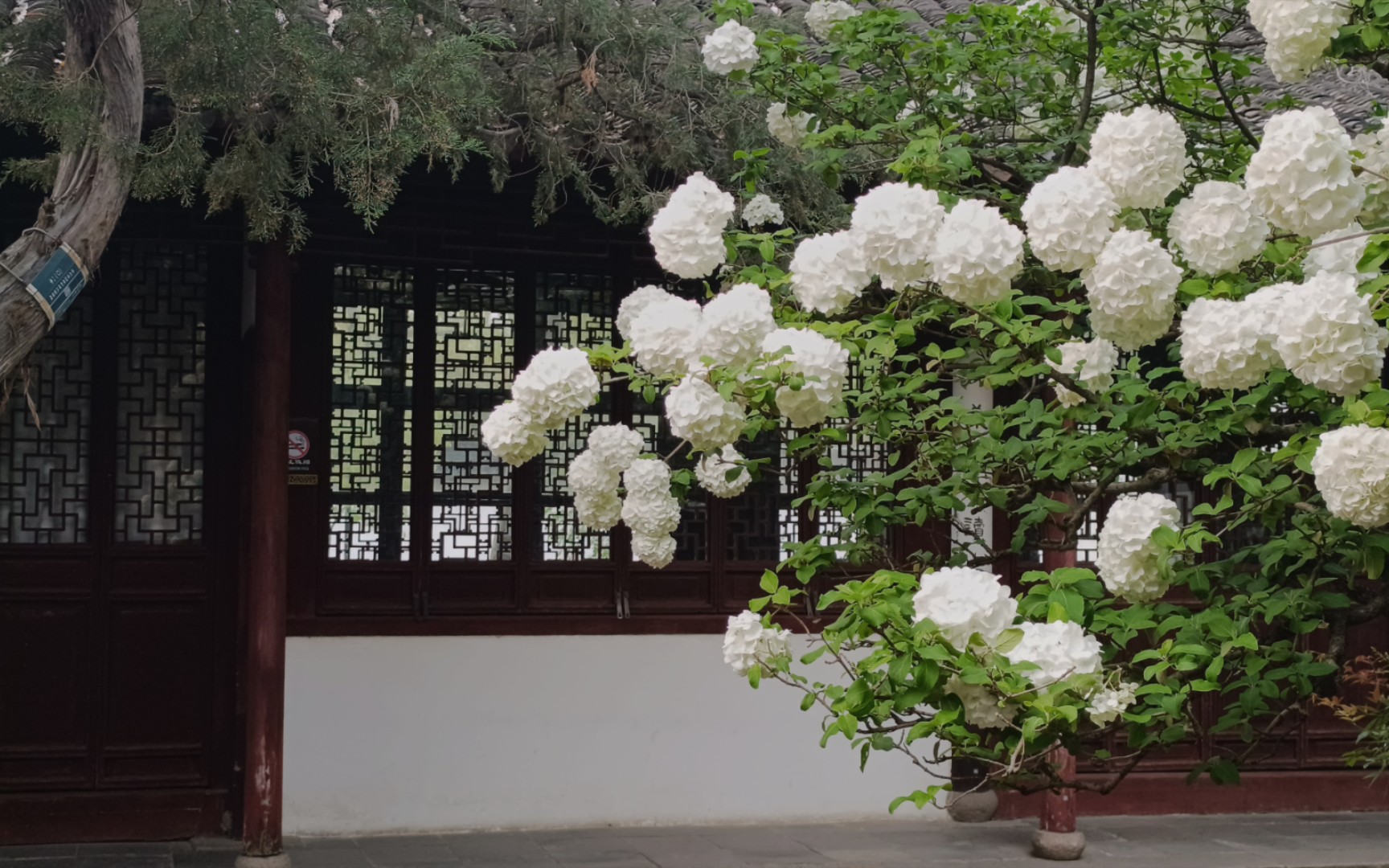 苏州园林沧浪亭,绣球花玲珑可爱