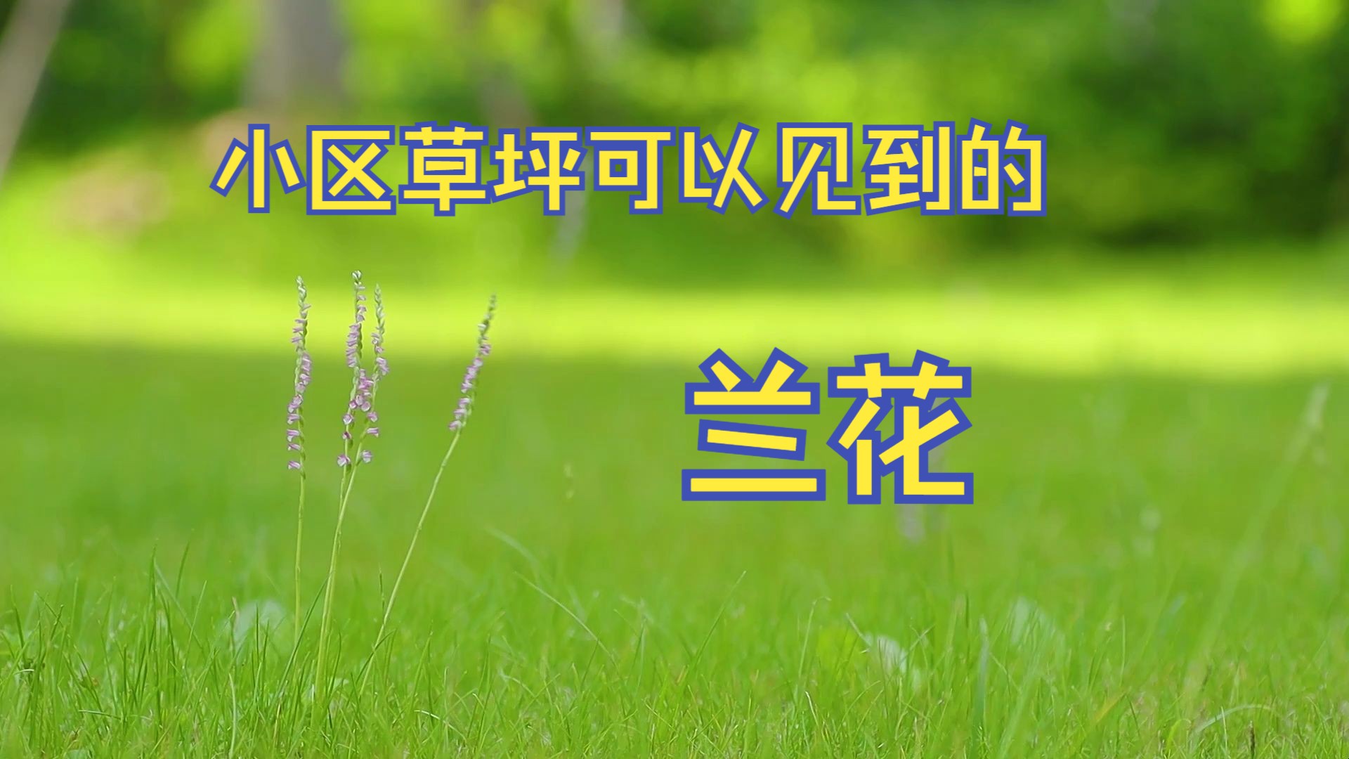 这种兰花,可能就生长在你家门口的草地上.哔哩哔哩bilibili