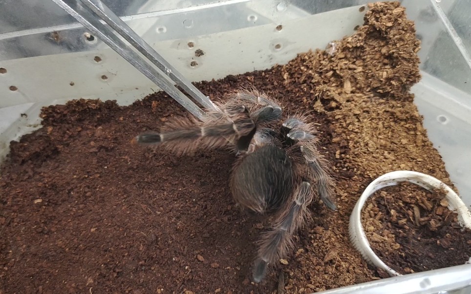 调戏一下咬镊子不放 没看出来挺厉害 巴西红毛蜘蛛科普教程视频饲养