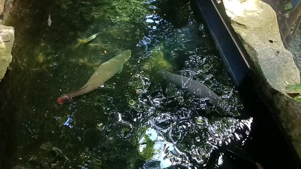 青青世界的巨大淡水鱼类(巨骨舌鱼,红尾鲶鱼,银龙鱼)