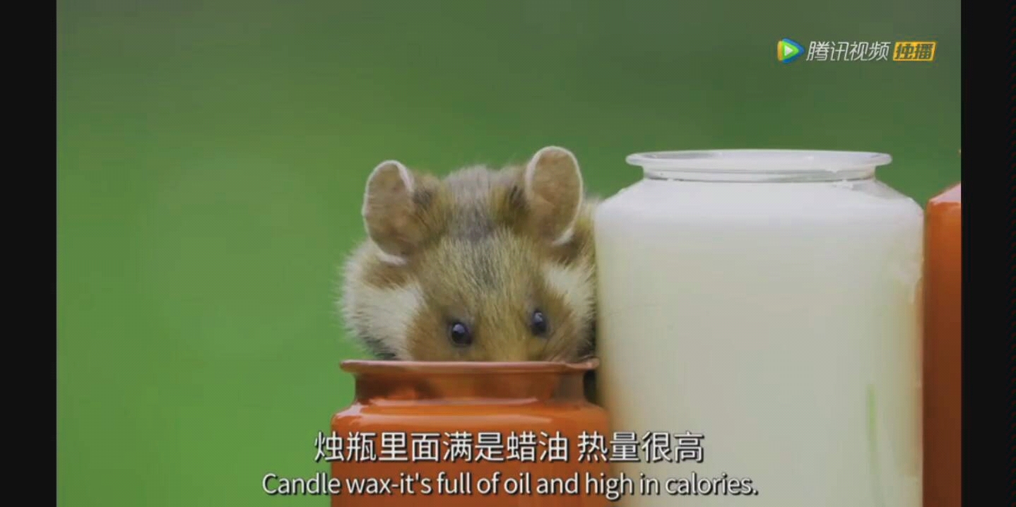 小仓鼠偷油吃,出不来,哎呀哎呀吃太多啦(ノ≧63≦)ノ゜.゜.