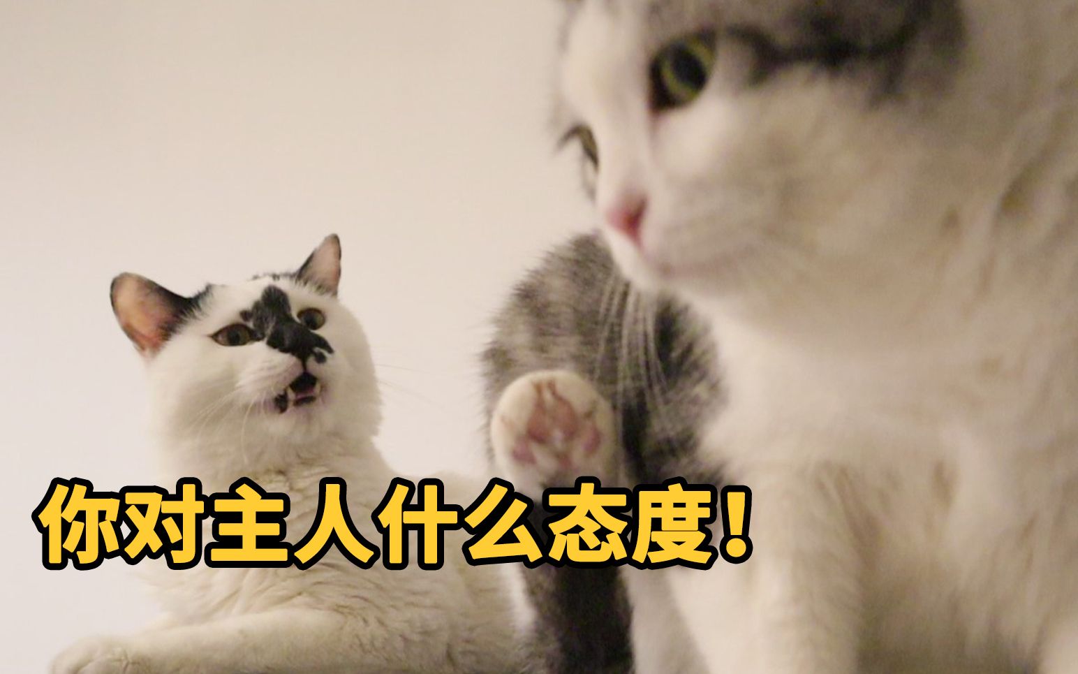 [图]猫护起主来，真的会教育同类…