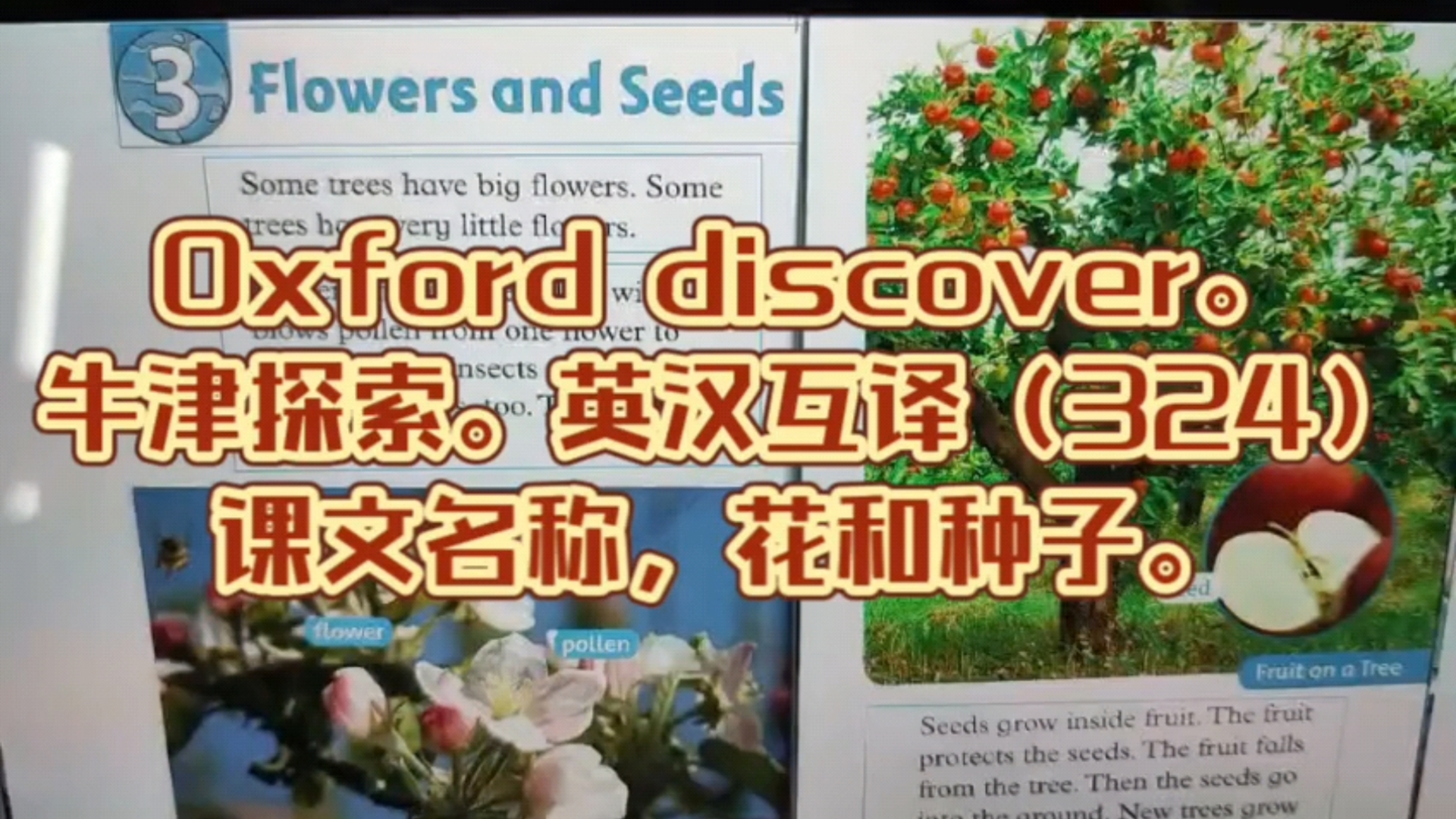 Oxford discover.牛津探索.英汉互译(324)课文名称,花和种子.哔哩哔哩bilibili