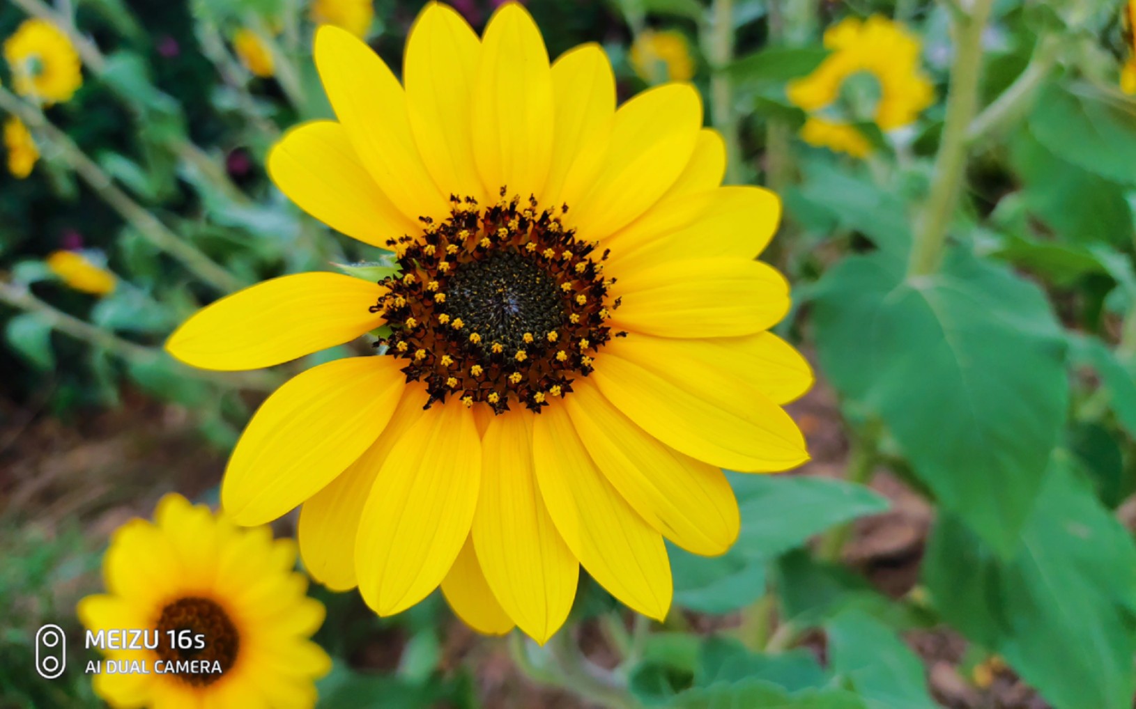 魅族16s的拍照能力