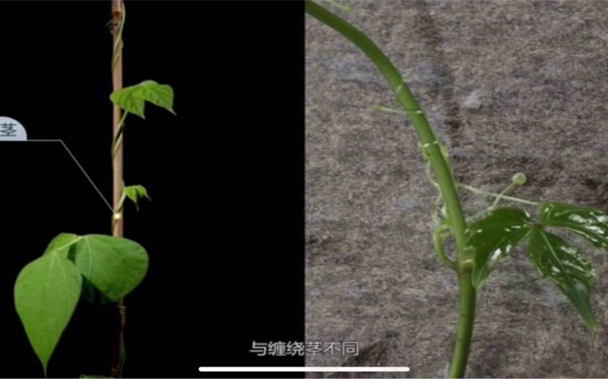 [图]【植物生长】菜豆缠绕茎的生长