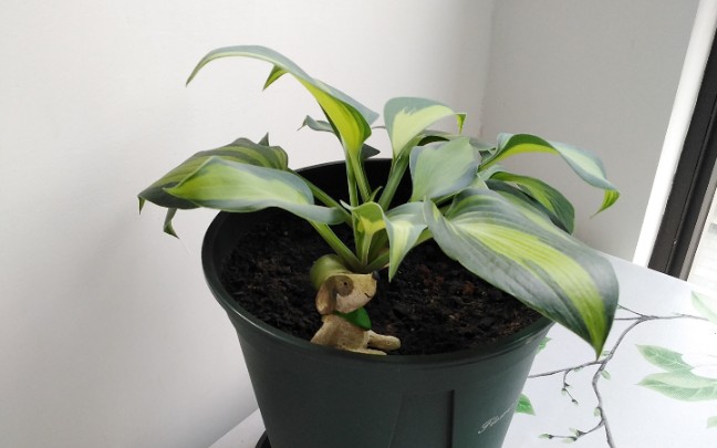 植物分享——凯瑟琳玉簪_哔哩哔哩 (゜-゜)つロ 干杯~-bilibili