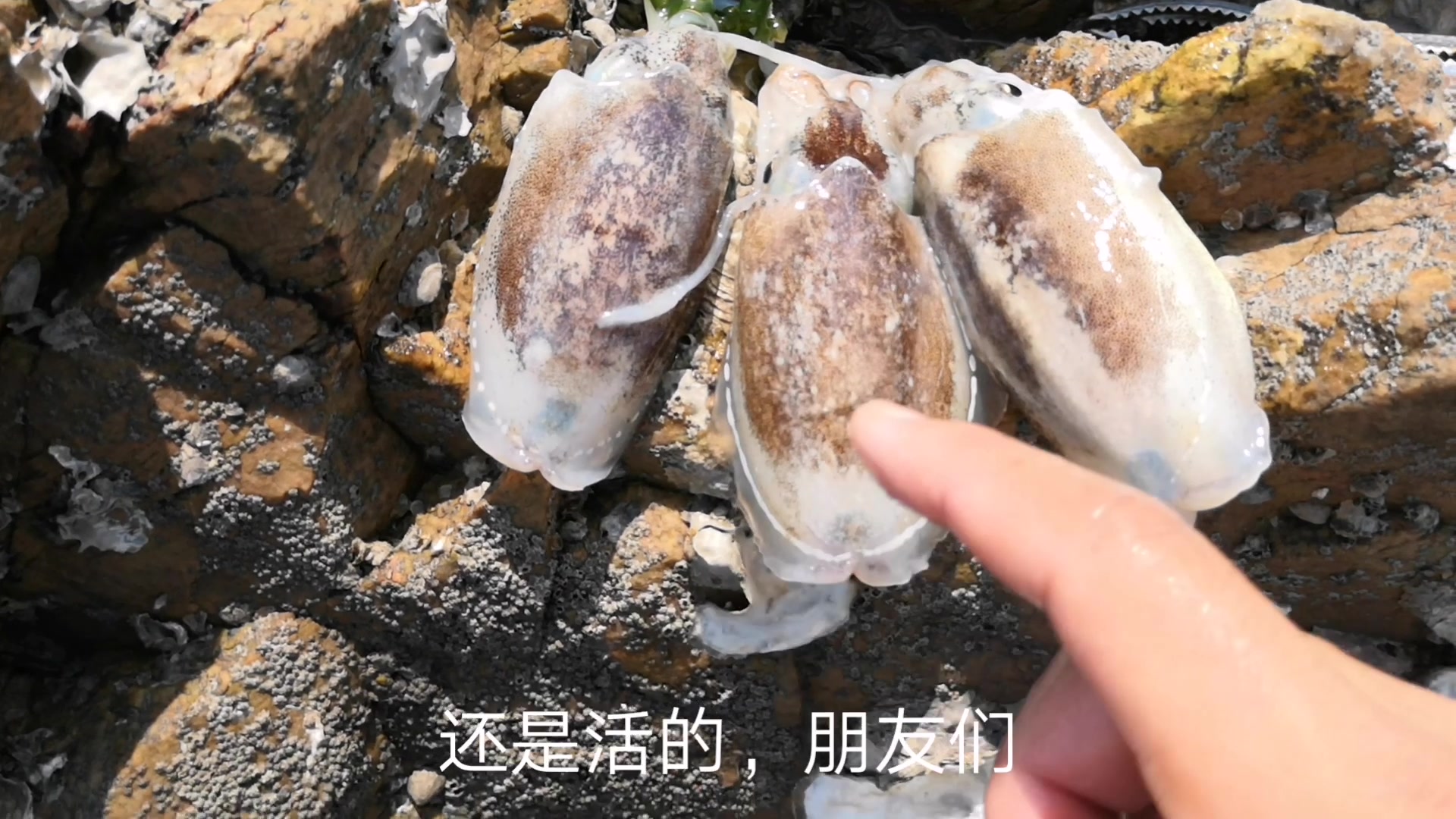 海田赶海抓螃蟹正来劲,突然发现大水坑飘起墨鱼,连抓好几只
