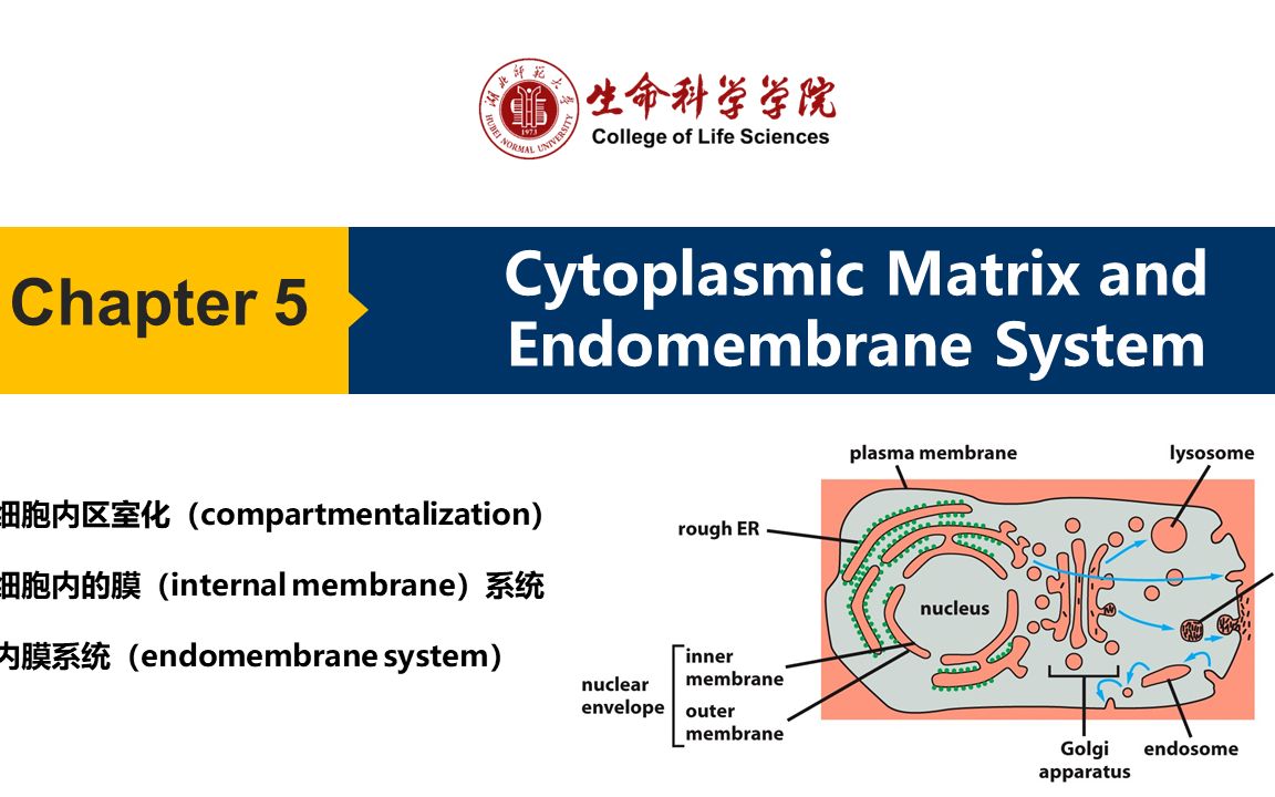 0702 细胞内膜系统哔哩哔哩bilibili