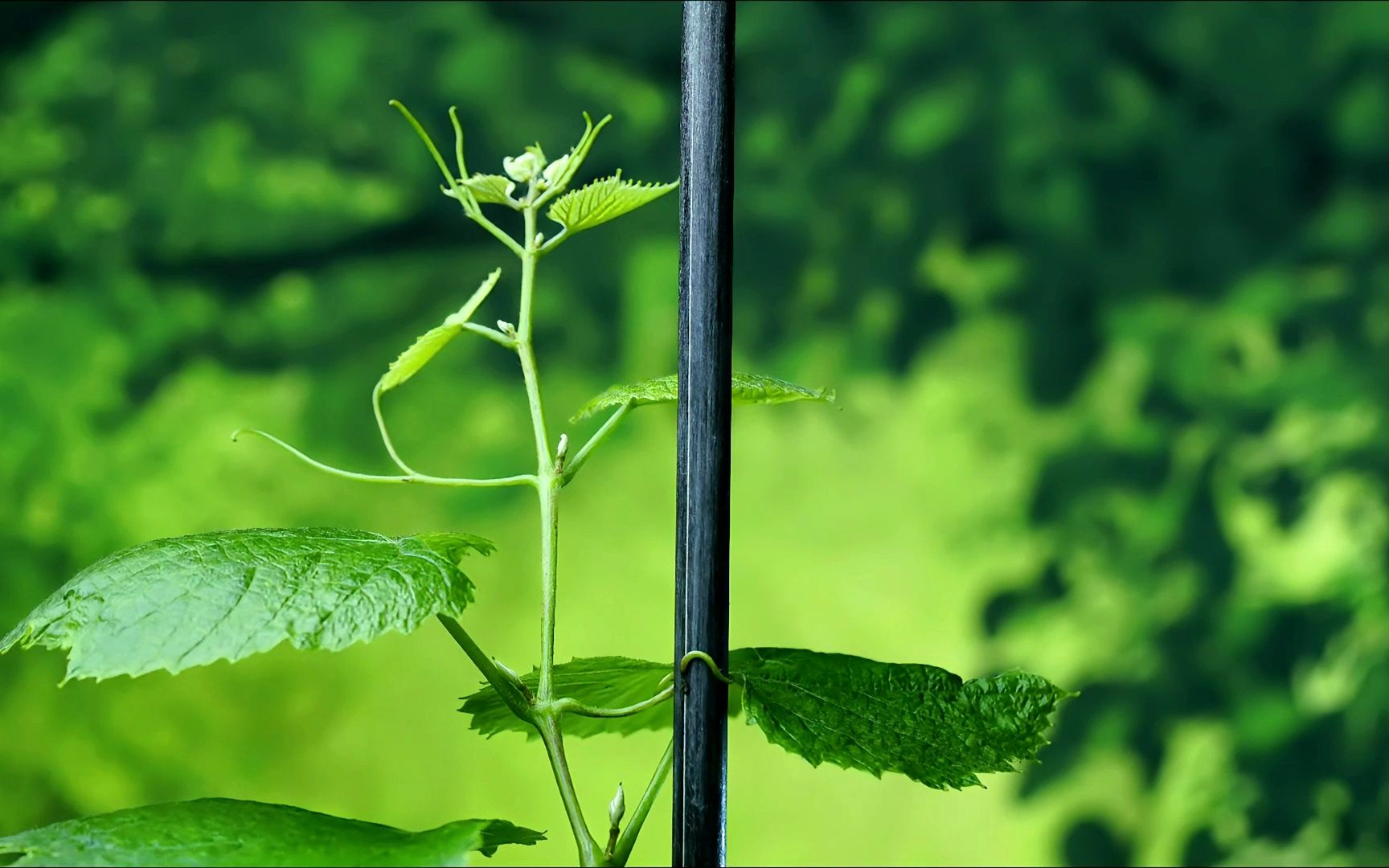 【原创】【延时摄影】每天来看一颗植物/葡萄卷须哔哩哔哩bilibili