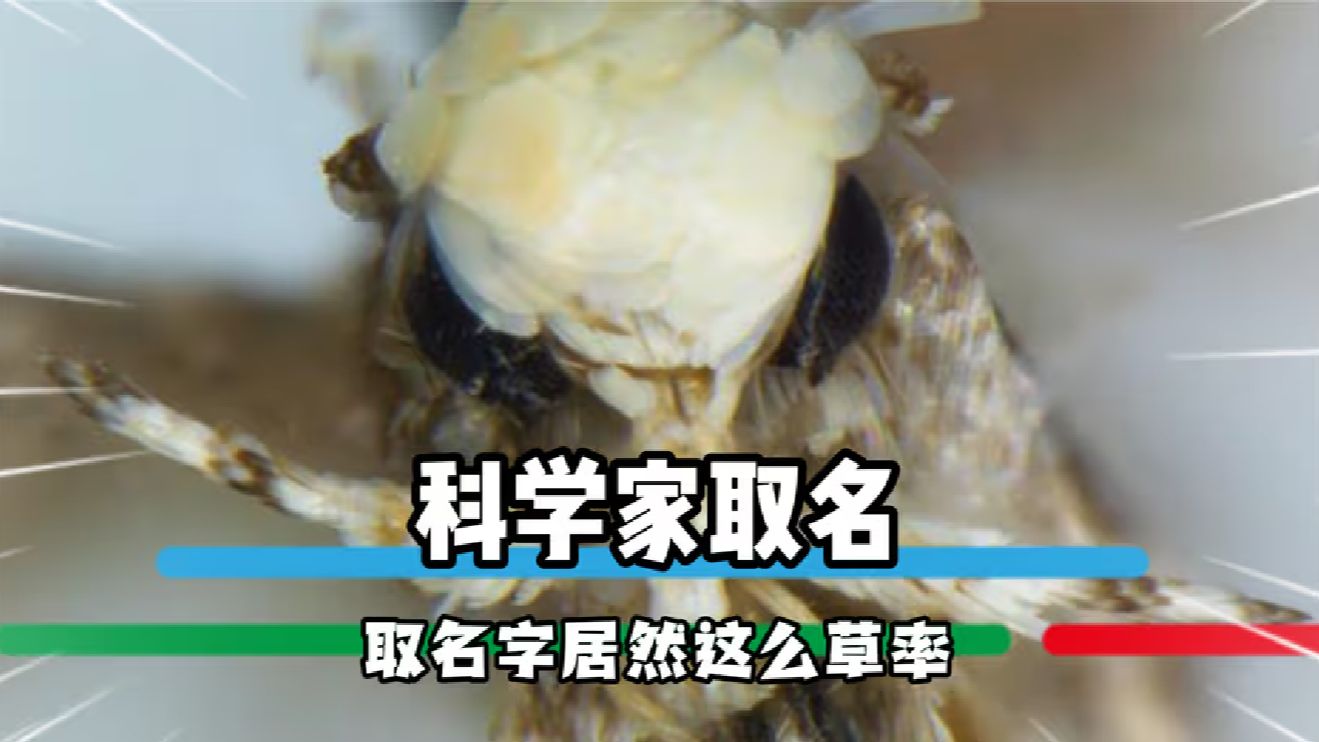 谁能想到科学家取名居然这么草率哔哩哔哩bilibili