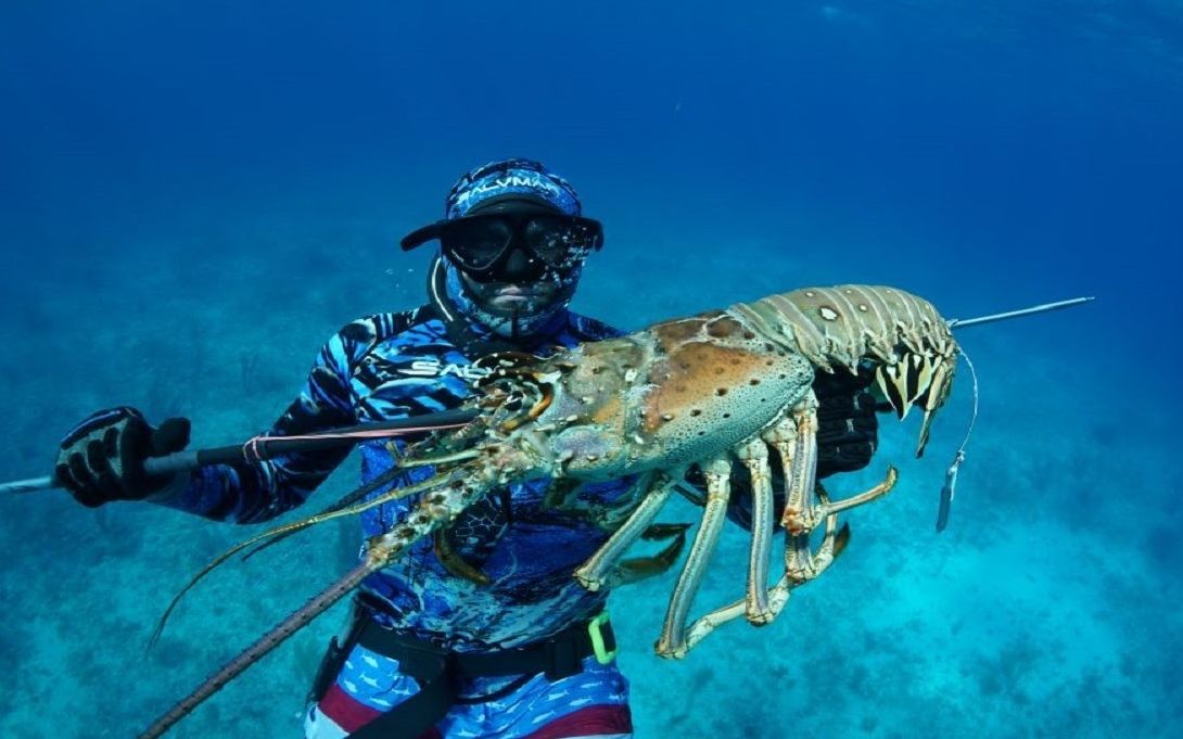 国外潜水抓大龙虾,龙虾真的多,要发财的节奏