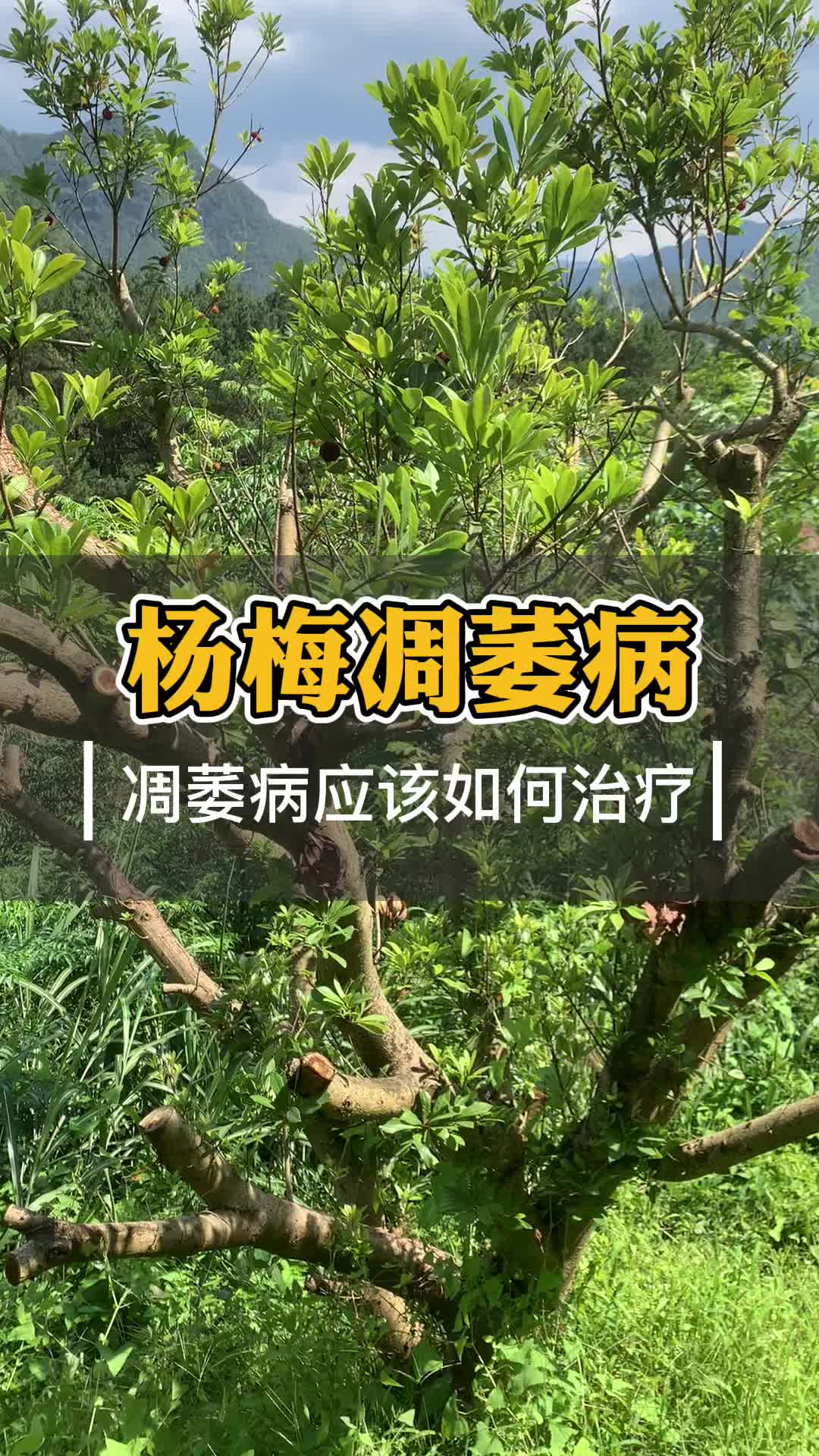 新山苗场 杨梅病虫害杨梅凋萎病表现和防治