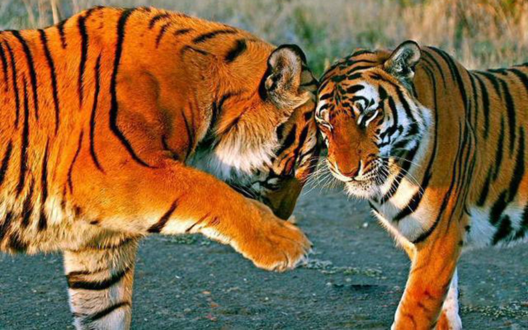 活动作品虎啸非洲的真相上非洲引进老虎破坏生态平衡营销号别妖言惑众