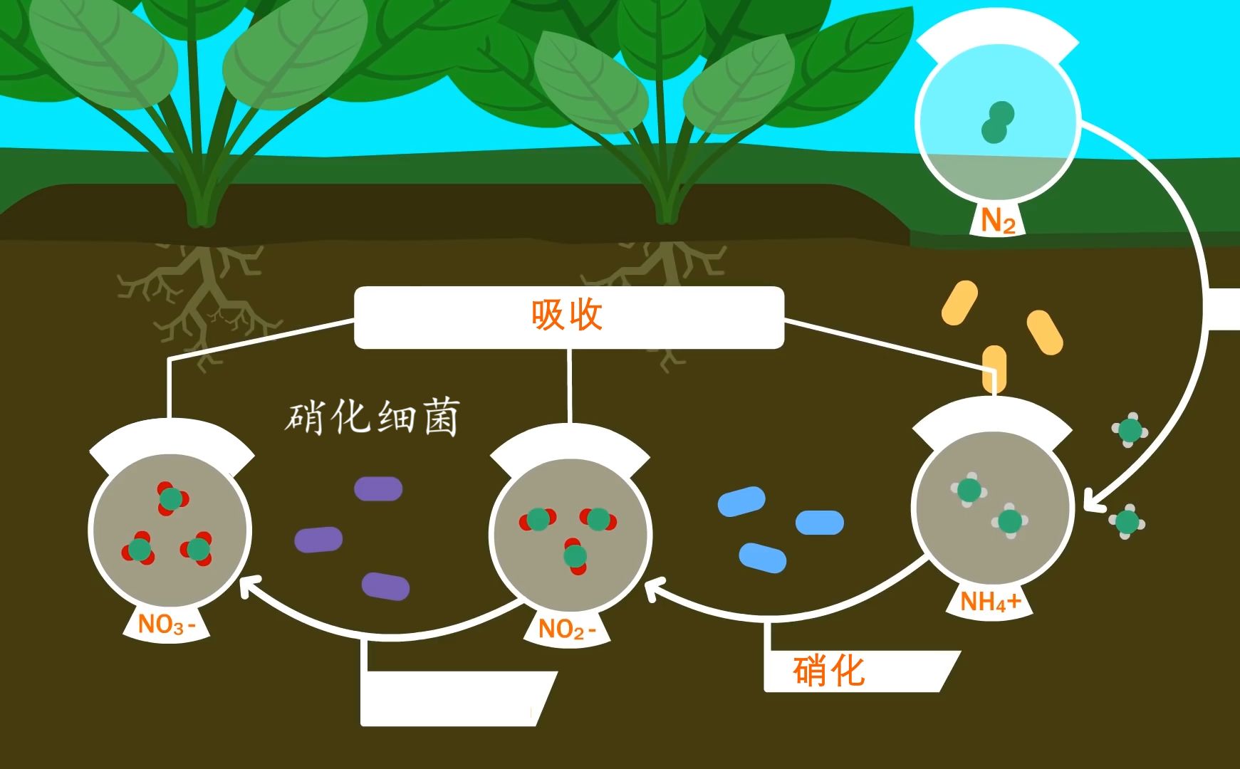 氮循环:地球上最不起眼的化学反应过程哔哩哔哩bilibili