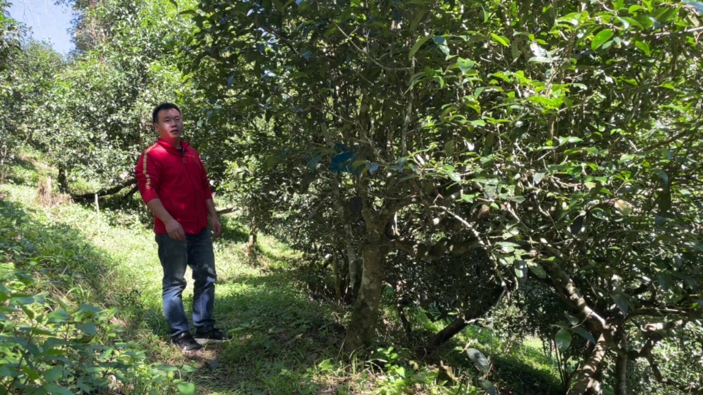 [图]多依古树南糯之滇茶乡勐海在西双版纳在普洱飘香的春茶季只为寻一杯好茶关注老田喝源头好茶！