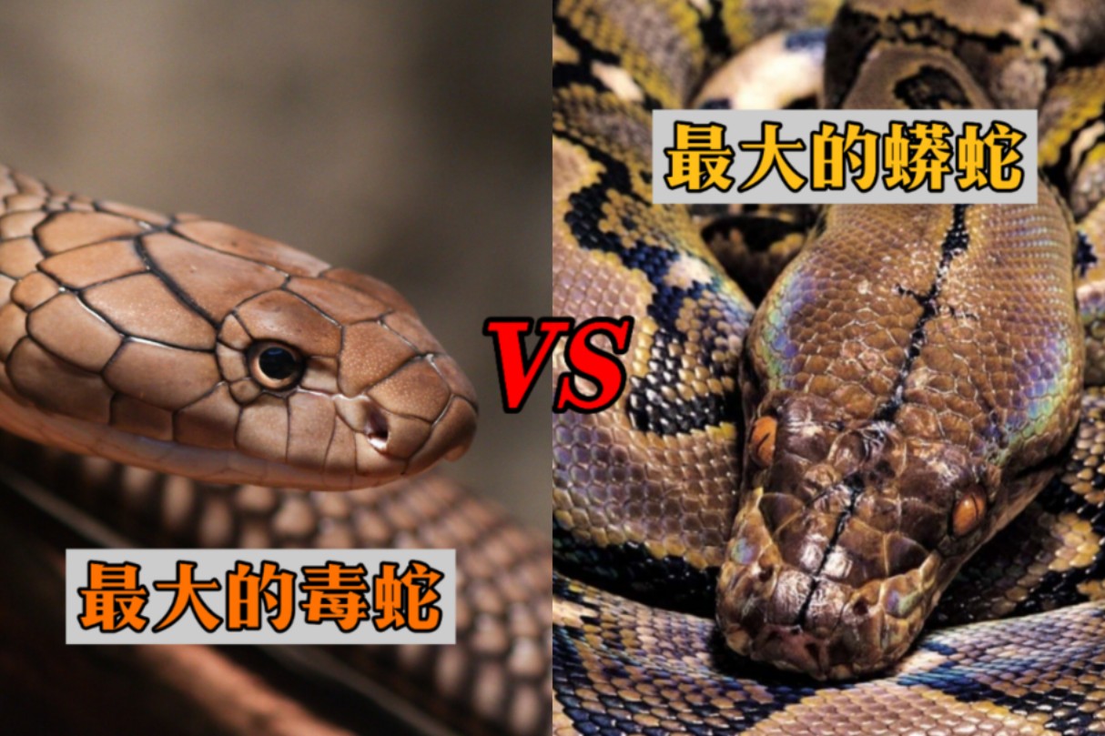 眼镜王蛇vs网纹蟒!毒液与绞杀的对抗