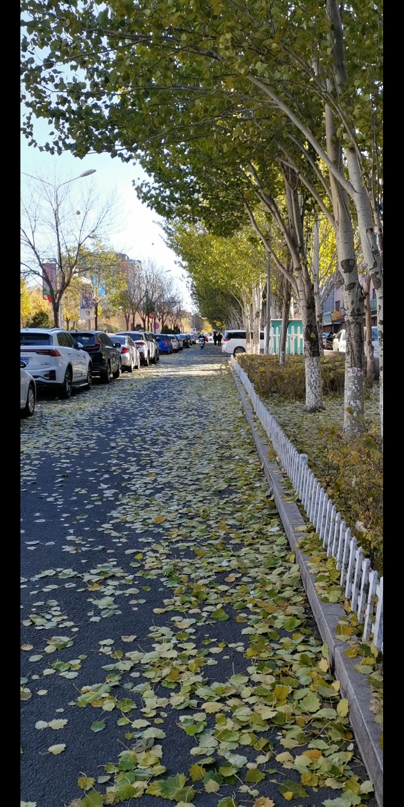 秋天落叶街道