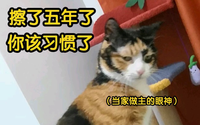 【养猫劝退指南】猫为什么会在床上擦屁股?哔哩哔哩bilibili