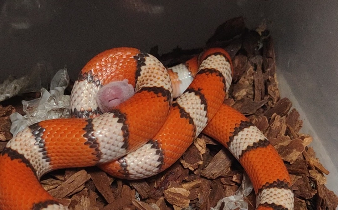 【奶蛇】这么鲜艳,肯定有毒吧!面对活鼠,其实绞杀才是它的杀招.