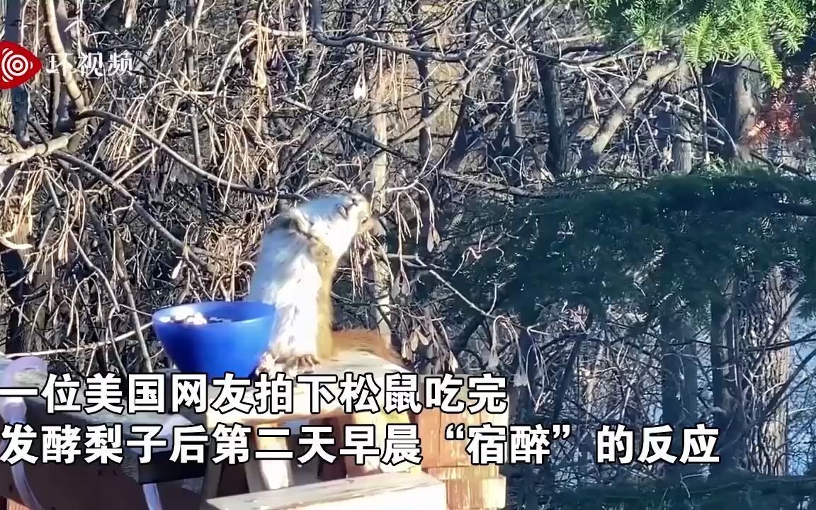 [图]松鼠吃发酵梨子后酩酊大醉，东倒西歪的画面网友感叹：像极了喝醉后的我