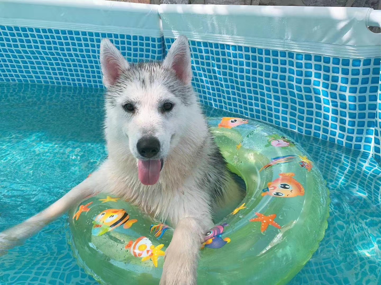 二哈游泳直接在水里走路太行了