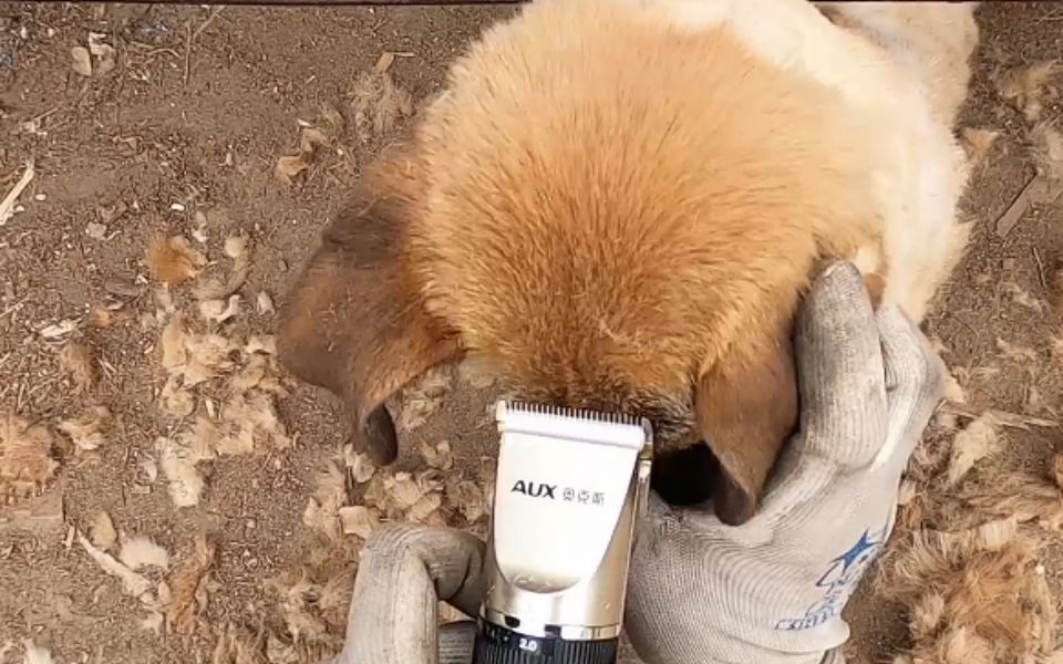 活动作品冬临剃毛之后当场拉起个批脸