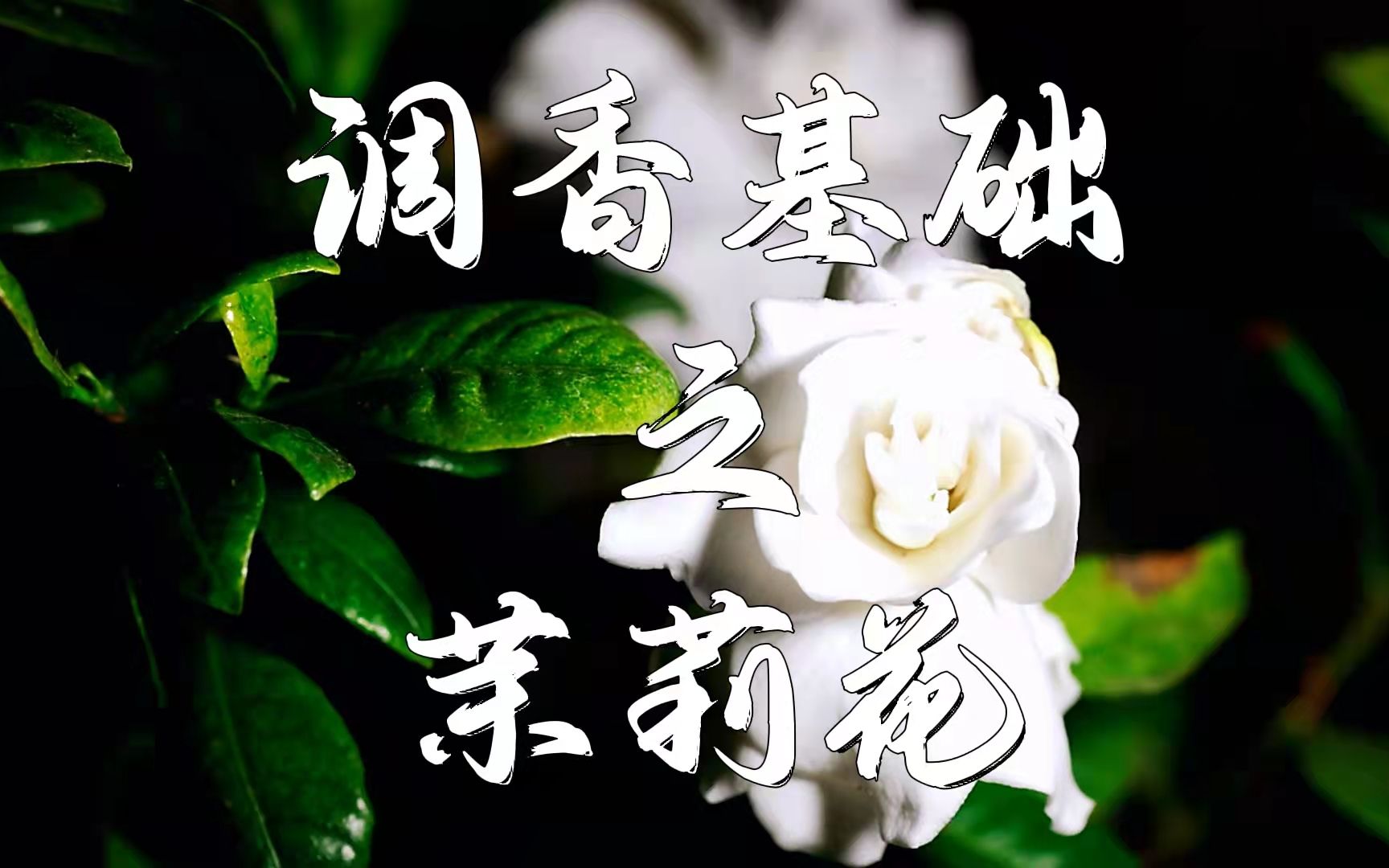 [图]芬芳茉莉竟还有着这么多的讲究