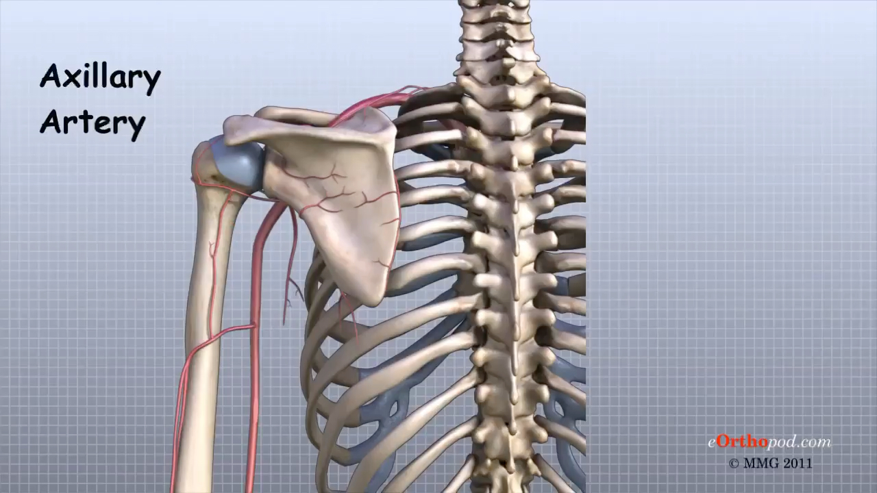 [图]人体骨骼3D解剖动画——肩