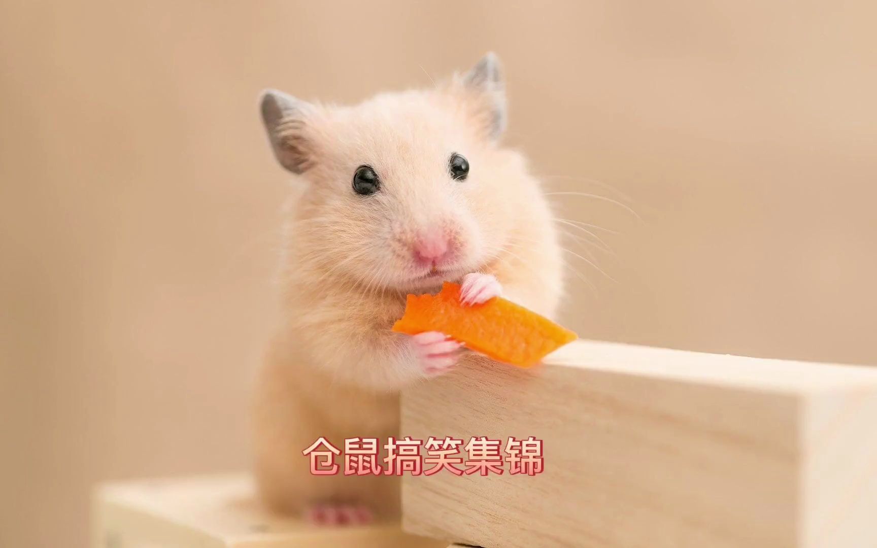 仓鼠搞笑集锦一