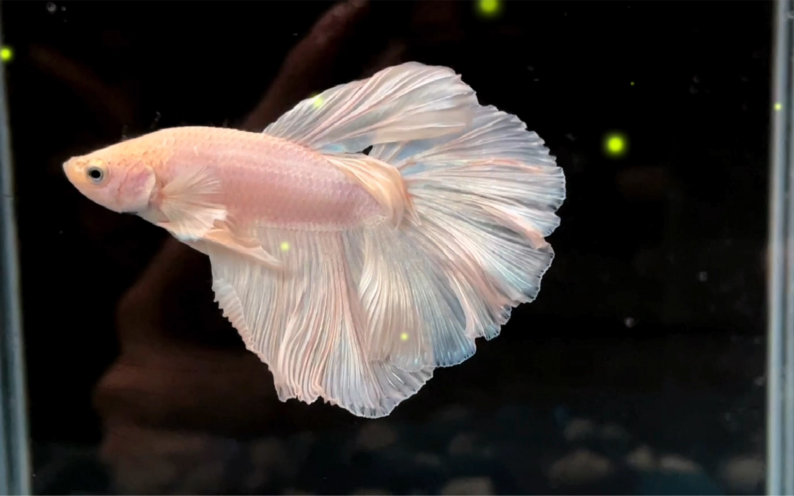 活动作品一只穿着婚纱的鱼绝绝子