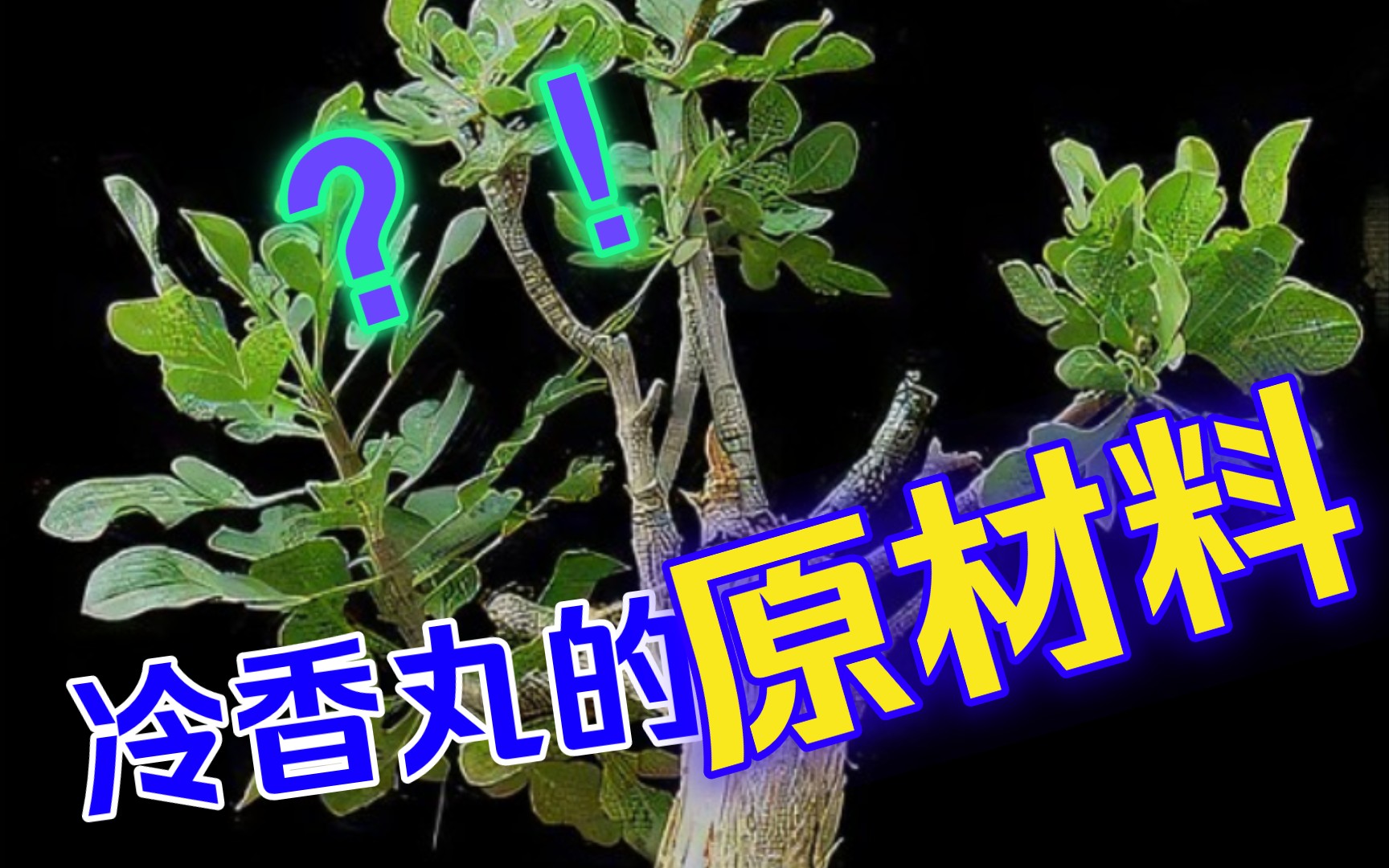 第445:红楼梦中冷香丸的原材料,原来块根并不陌生!威迪橄榄Commiphora wildii哔哩哔哩bilibili