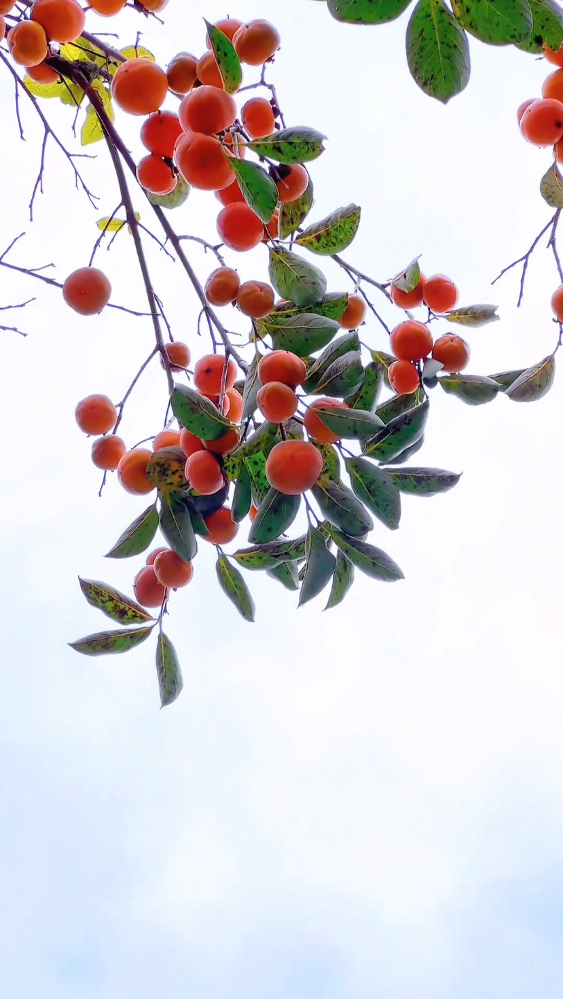 柿子红了,是秋的开始,许你柿柿如意,好柿连连,心想柿成7815#治愈