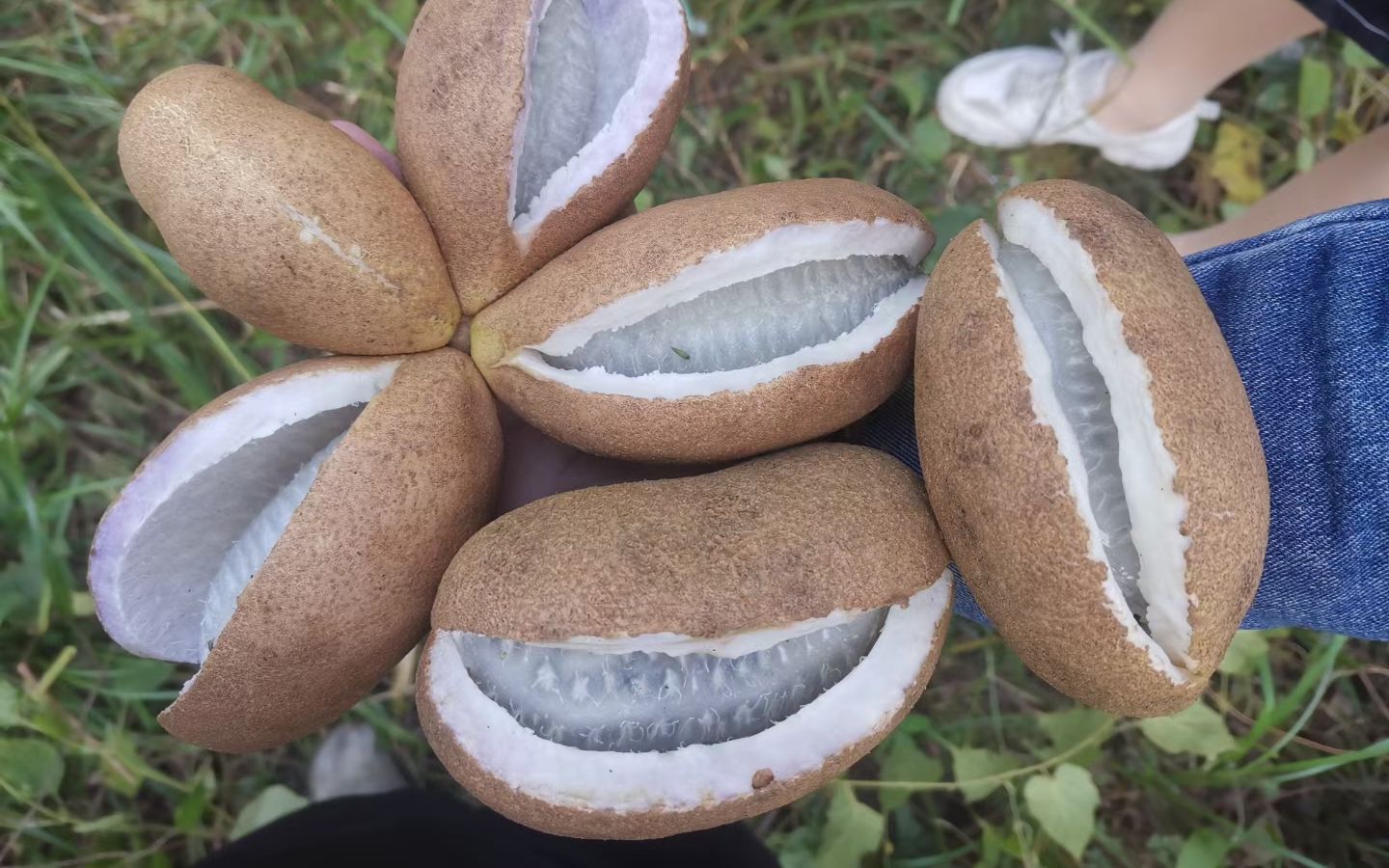 八月炸,九月黄,极品果子,好吃就是不能吞籽,你知道为啥吗?