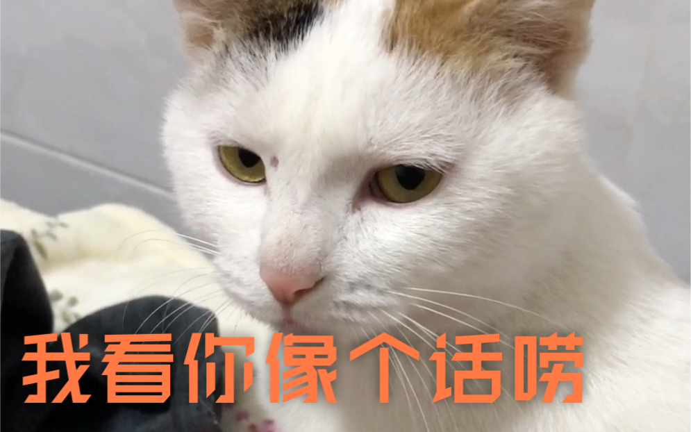 一只叫声特别的话痨小猫咪,哼哼唧唧小可爱_哔哩哔哩 (゜-゜)つロ