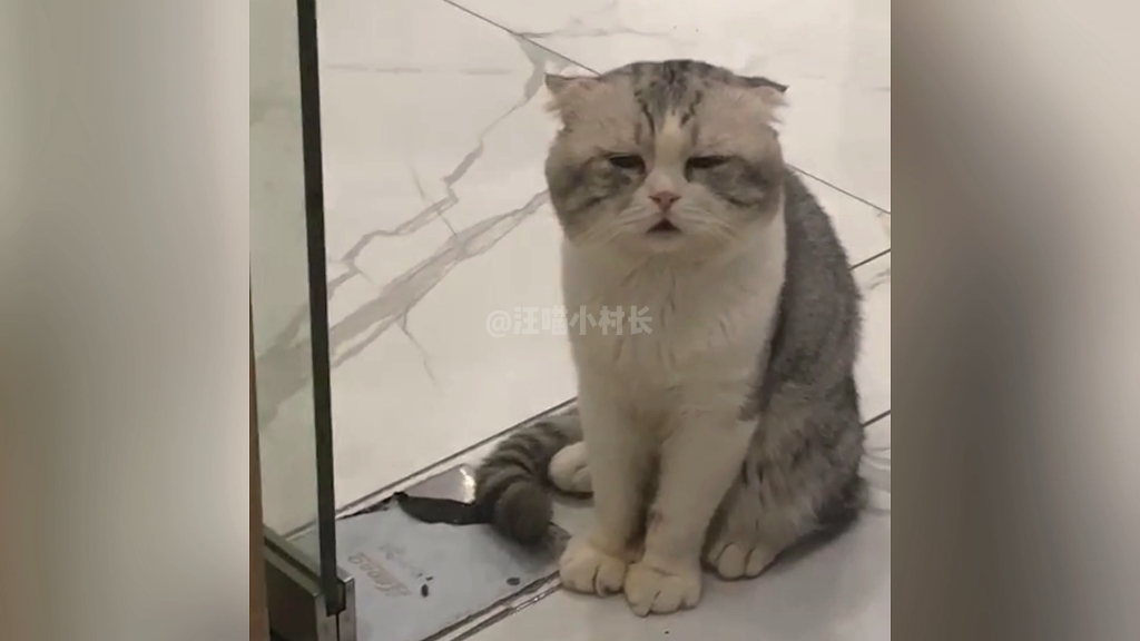 [图]猫咪:又是摆烂的一天 #摆烂猫 #谁能拒绝傻憨憨的小猫咪 #记录猫咪日常